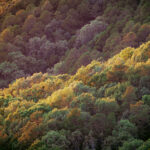sunset on the trees on the western slope of Mt. Nebo in Dardanelle Arkansas taken by Little Rock Arkansas Queer Photographer Gynger