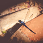 blue dragonfly in high contrast against a red brick footpath in Little Rock Arkansas