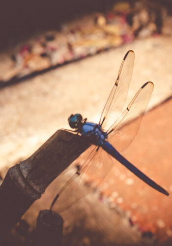 blue dragonfly in high contrast against a red brick footpath in Little Rock Arkansas