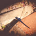 blue dragonfly in high contrast against a red brick footpath in Little Rock Arkansas