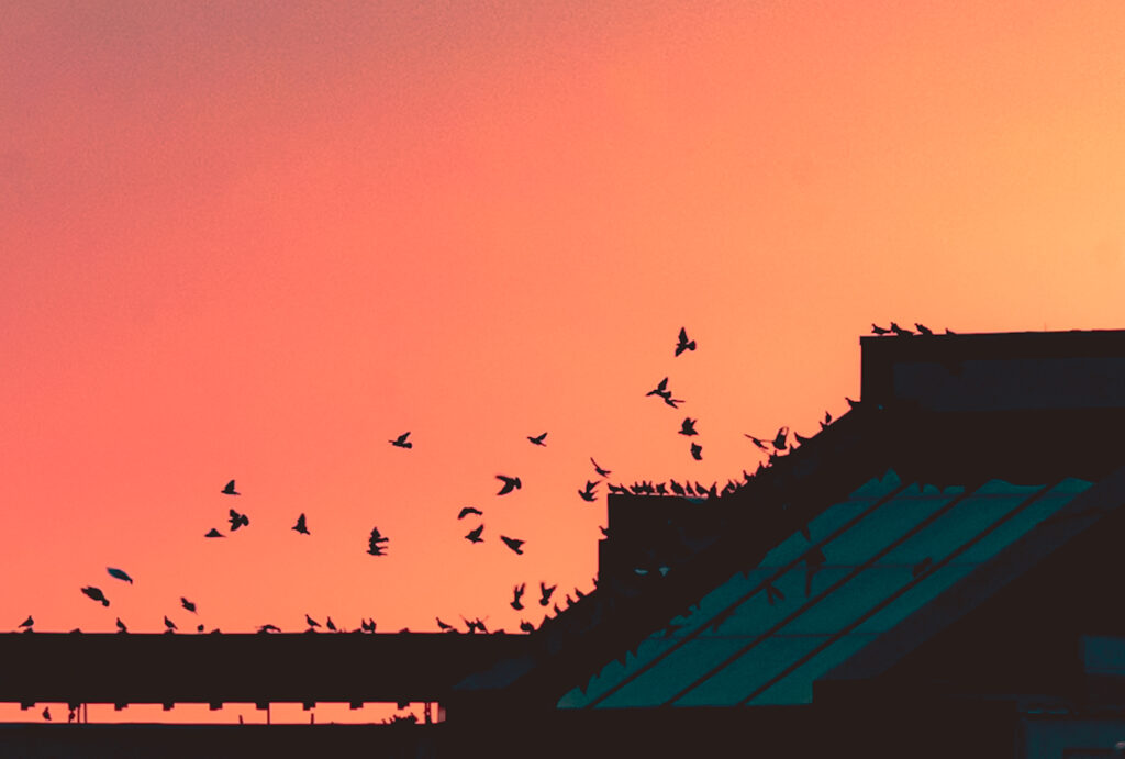 Flock of birds silhouetted against a pink-orange sunrise, some perched on rooftops and others mid-flight above the angular geometry of a city building.
