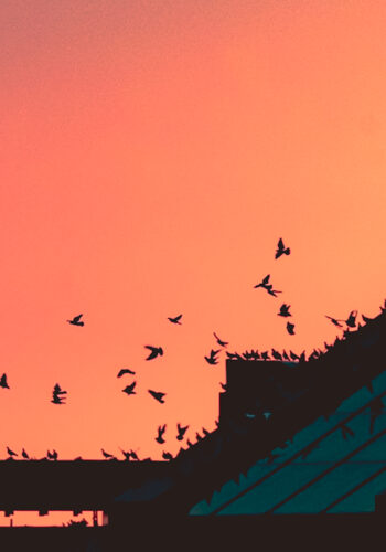 Flock of birds silhouetted against a pink-orange sunrise, some perched on rooftops and others mid-flight above the angular geometry of a city building.